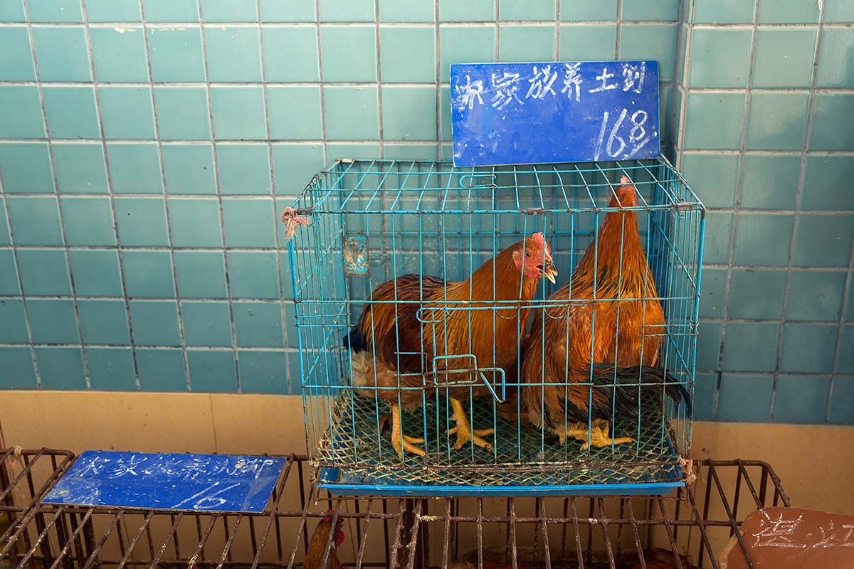 Two cages roosters at Huayuan market in Guangzhou.