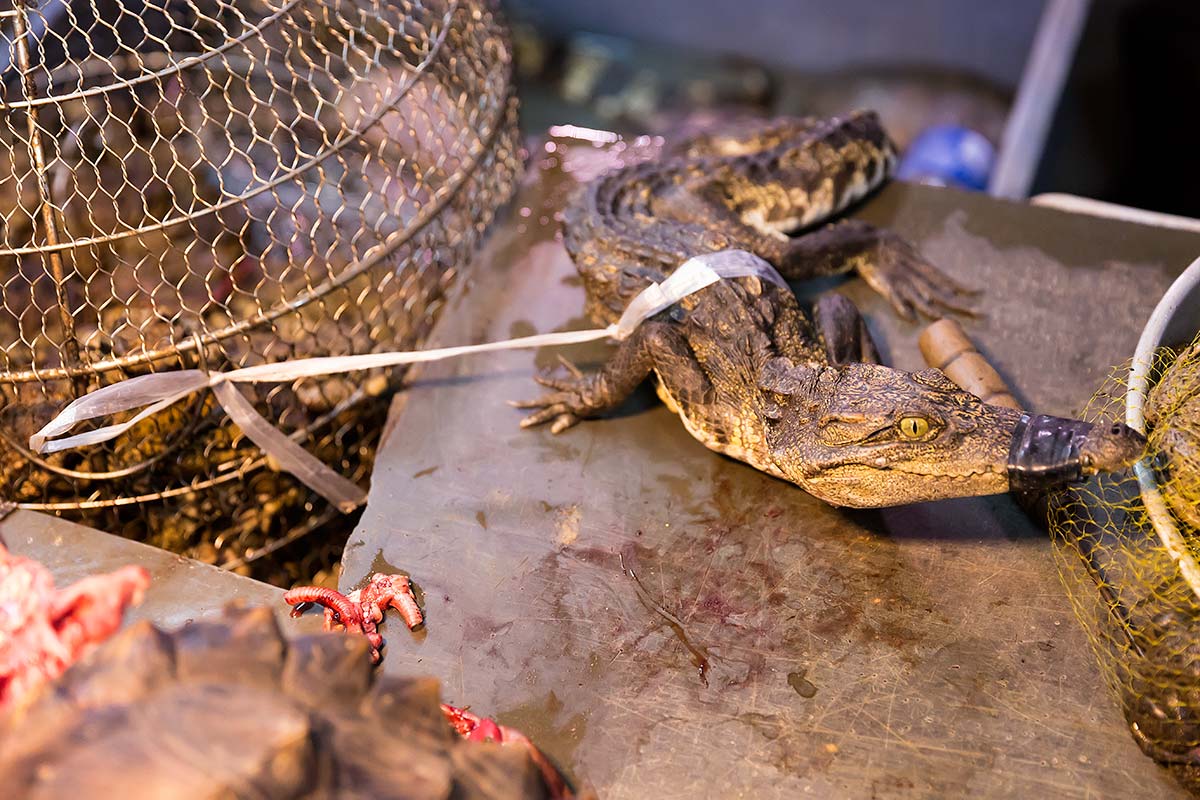 A live crocodile at Huayuan market in Guangzhou.