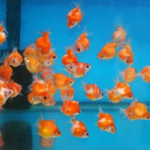 goldfish-street-hong-hong goldfish-street-hong-hong