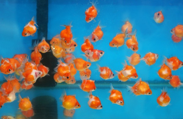 goldfish-street-hong-hong Goldfish Street in Hong Kong.