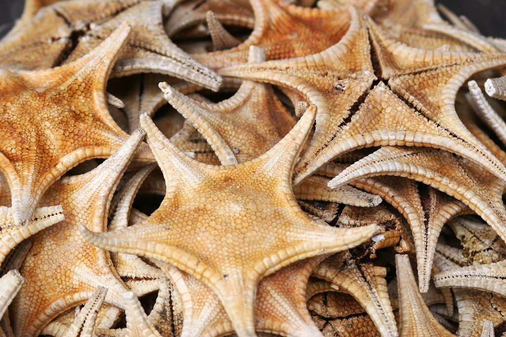 Dried seastars are a common sight at markets in Guangzhou.