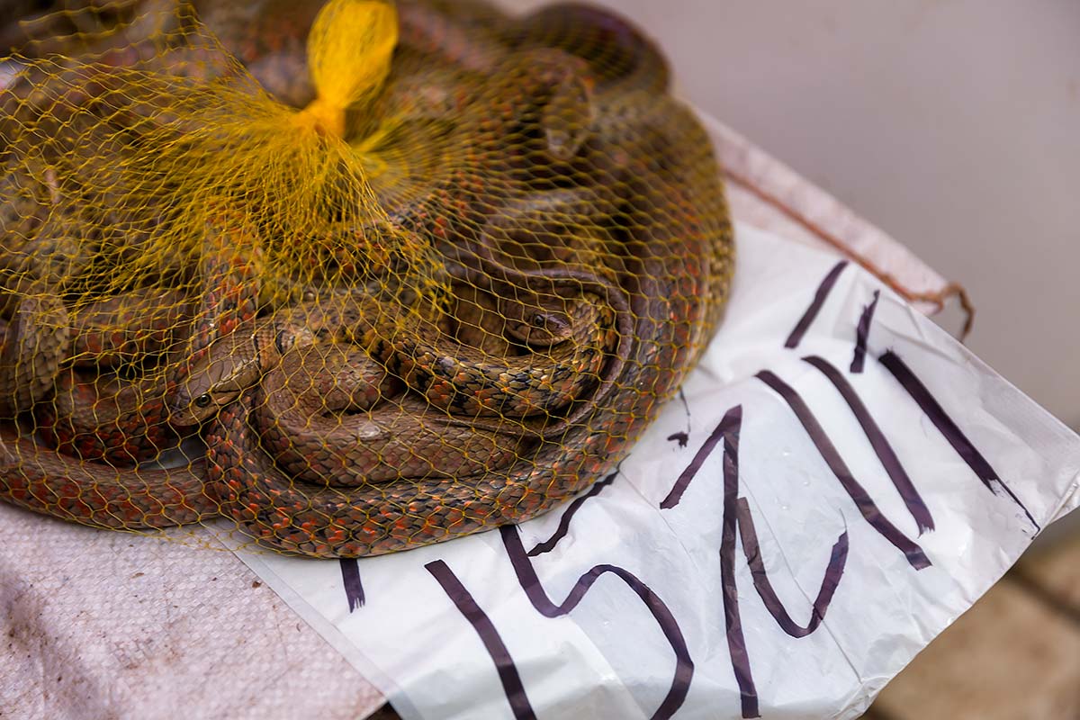 snake-huayuan-market-guangzhou-china Live snakes at Huayuan market in Guangzhou.