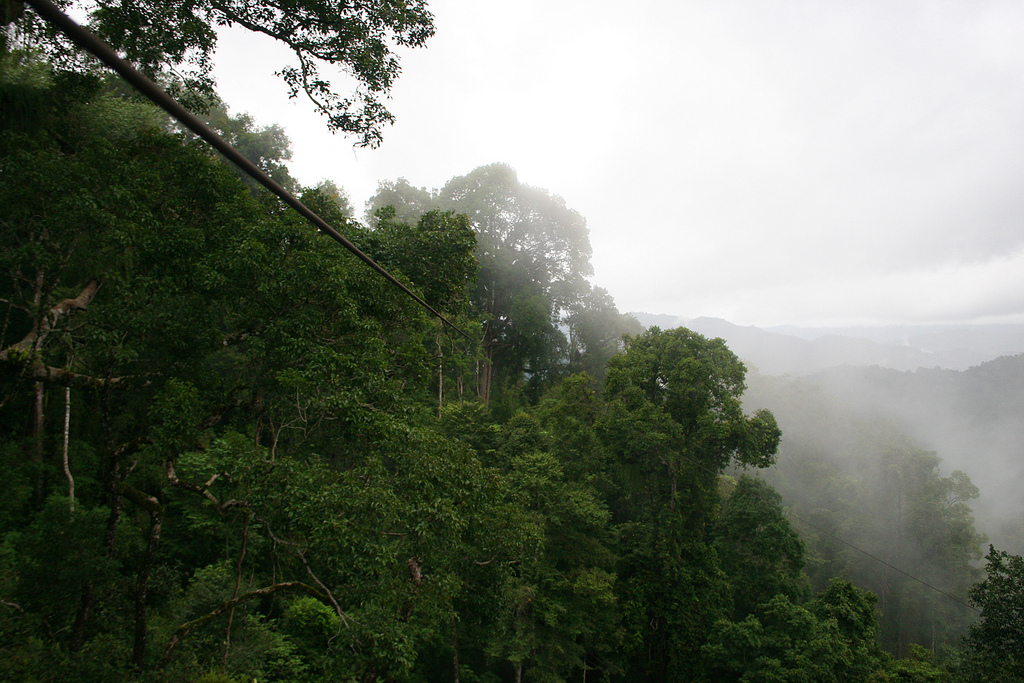 Zipping through the jungle 100 meters above the ground.