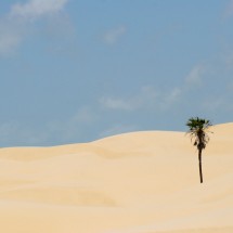 palm-tree-desert-brazil palm-tree-desert-brazil