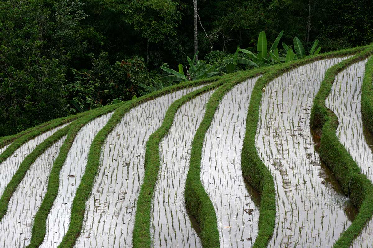 Rice terraces in Bali, Indonesia.