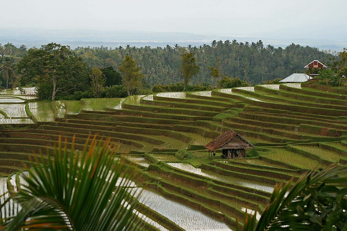 Rice terraces in Bali, Indonesia.