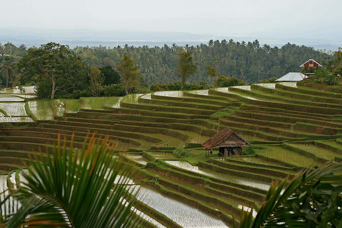 rice-terraces-bali-indonesia Rice terraces in Bali, Indonesia.