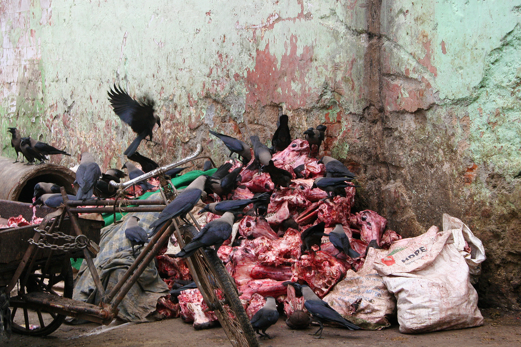 Black crows in front of a slaughter house in New Delhi.