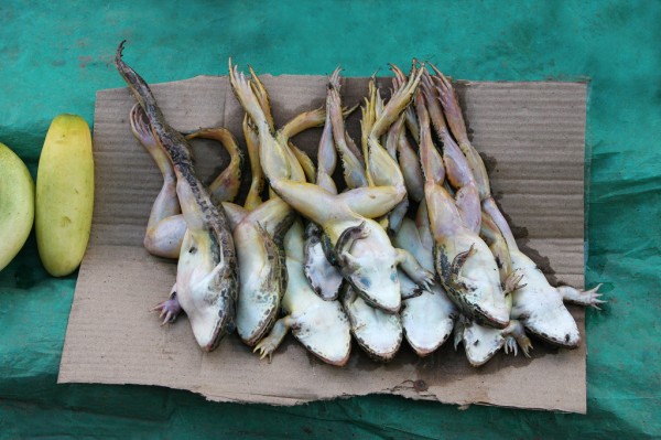 dead-frogs-market-india-gangtok Also waiting for the next customer fo walk by...