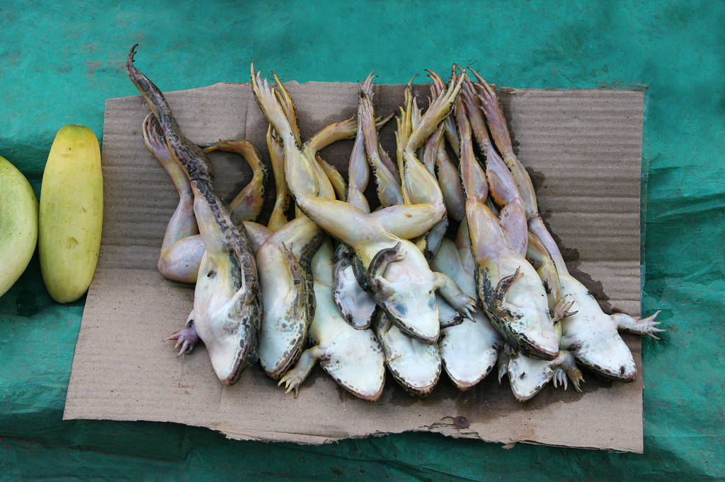 Dead frogs awaiting the next customer at the market in Dimapur.