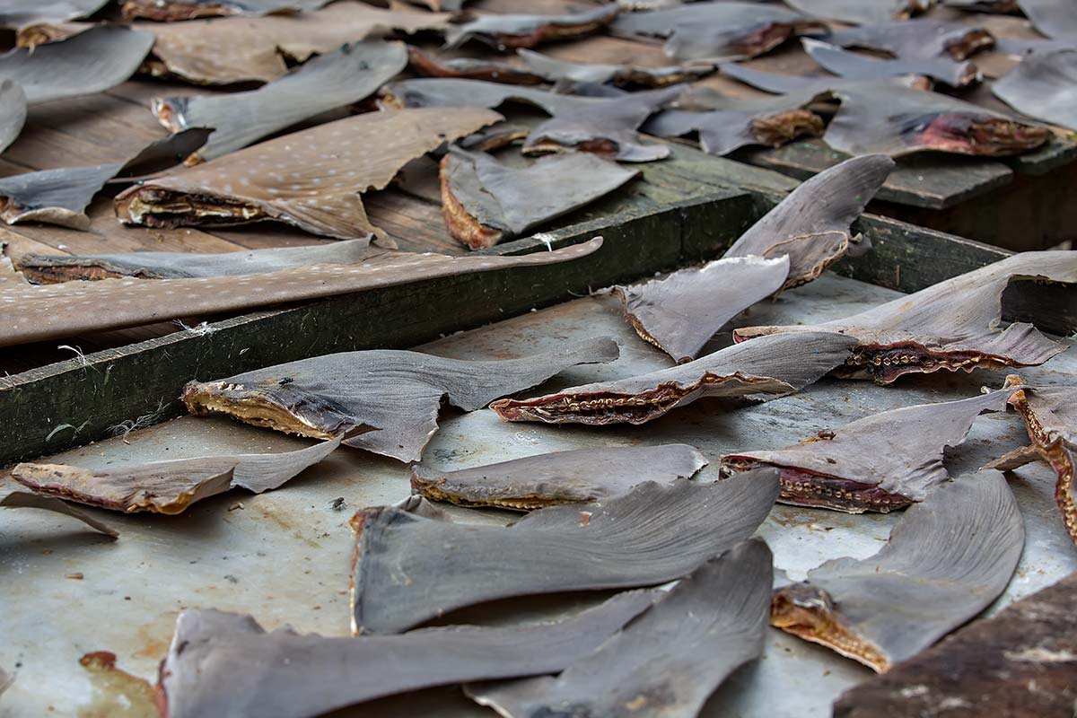 Dried shark fins in Port Blair on the Andaman Islands, India. Dried shark fins in Port Blair on the Andaman Islands, India.