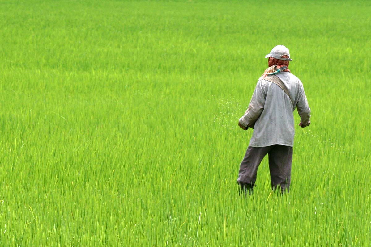 lake-logtak-rice-fields-india-manipur