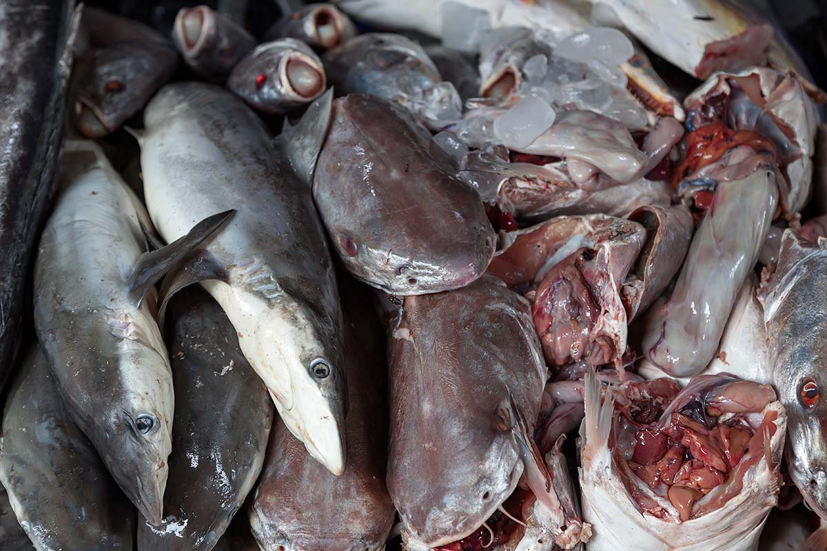 Dead sharks on on the daily menu at Mahachai market in Bangkok, Thailand. Dead sharks on on the daily menu at Mahachai market in Bangkok, Thailand.
