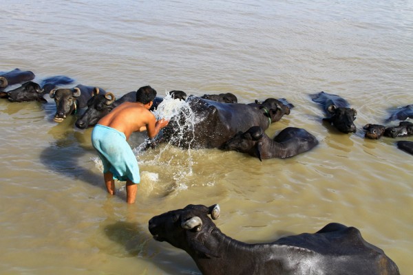 man-washing-buffaloes-ganges-river-varanasi-india A man washing his buffaloes in the Ganges in Varanasi, India.