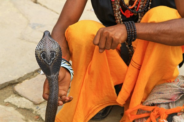 snake-cobra-man-varanasi-india Cobra man at the Ghats in Varanasi, India.