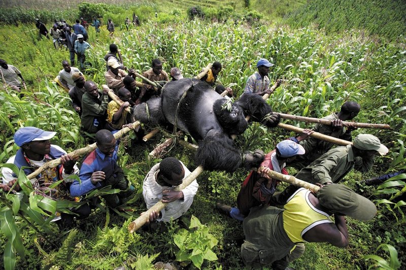 A dead mountain Gorilla in The Congo. Photo by Brent Stirton.