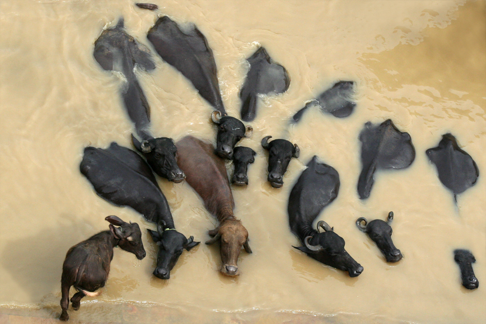 Buffaloes want a washing too...