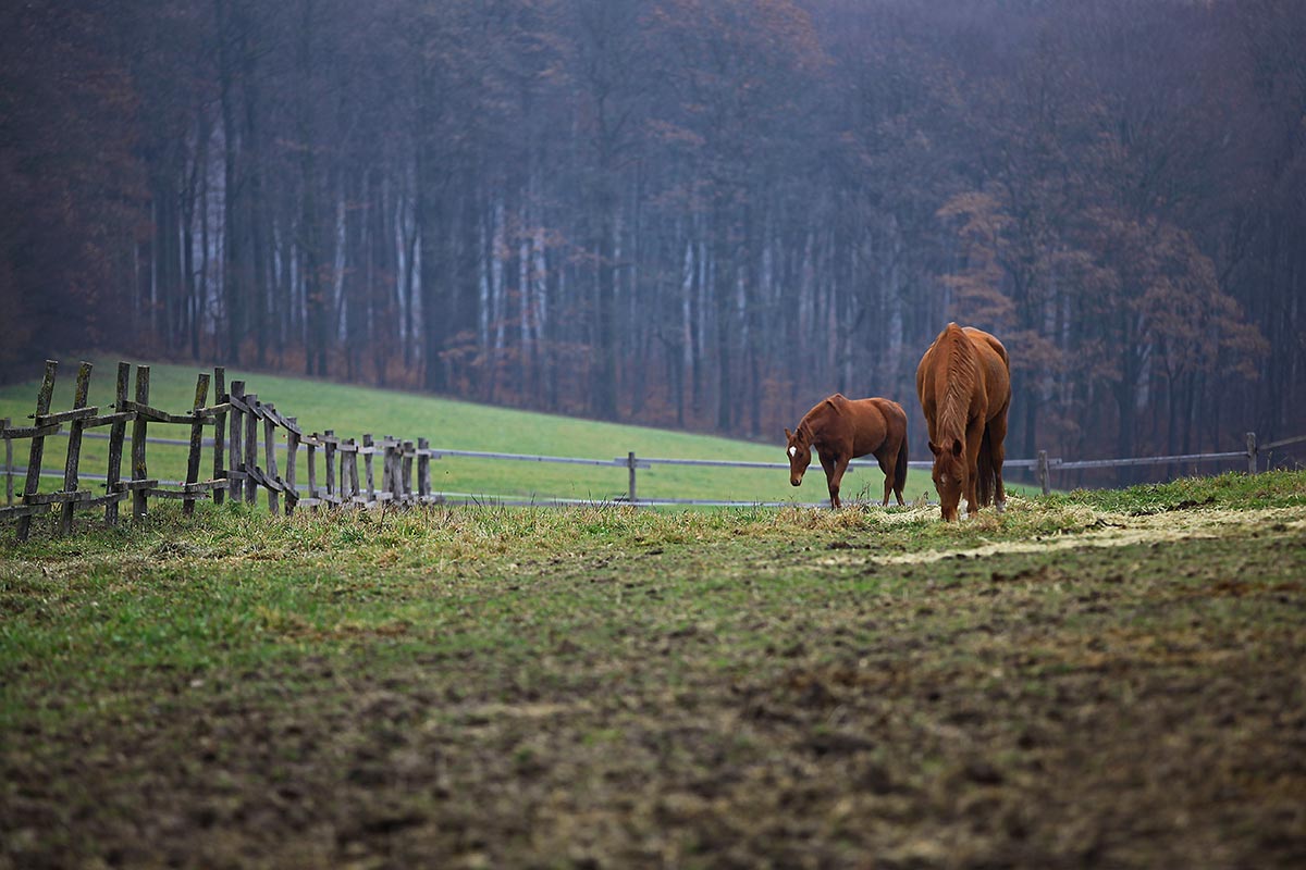 Horses enjoy the rich fields around the Vienna Woods.