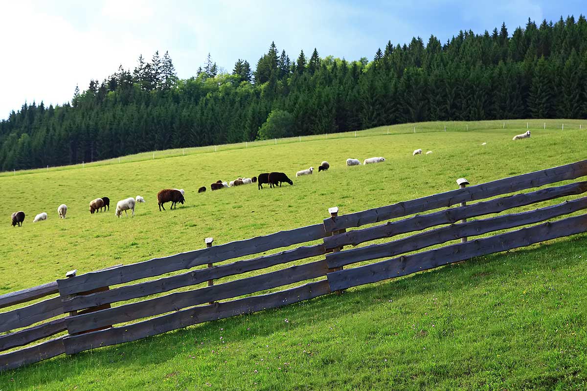 During summer, cattle is driven up in the mountains where the lawns are fresh and the animals can stay outside all the time until autumn. As soon as snow arrives they're back in the stables until next year. Taken in Hochreit, Göstling.