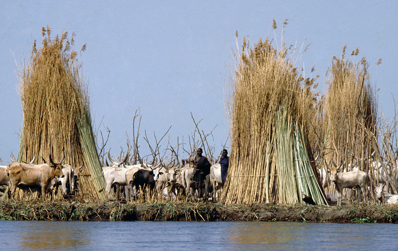 The Nuer and their cattle in southern Sudan. Photo credit © Ngari - Norway / flickr.