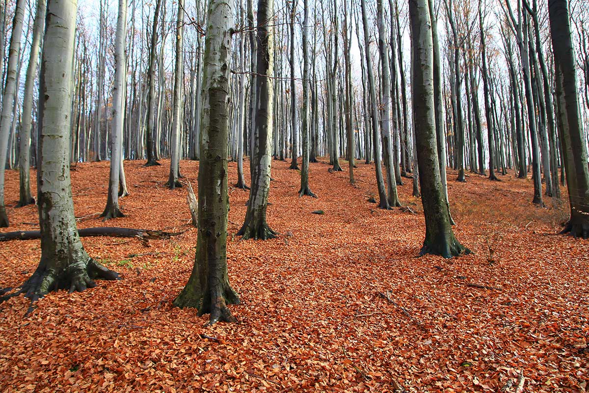 The Vienna Woods are a 45 km long and approx. 30 km wide range of hills and a popular recreation area for the Viennese.