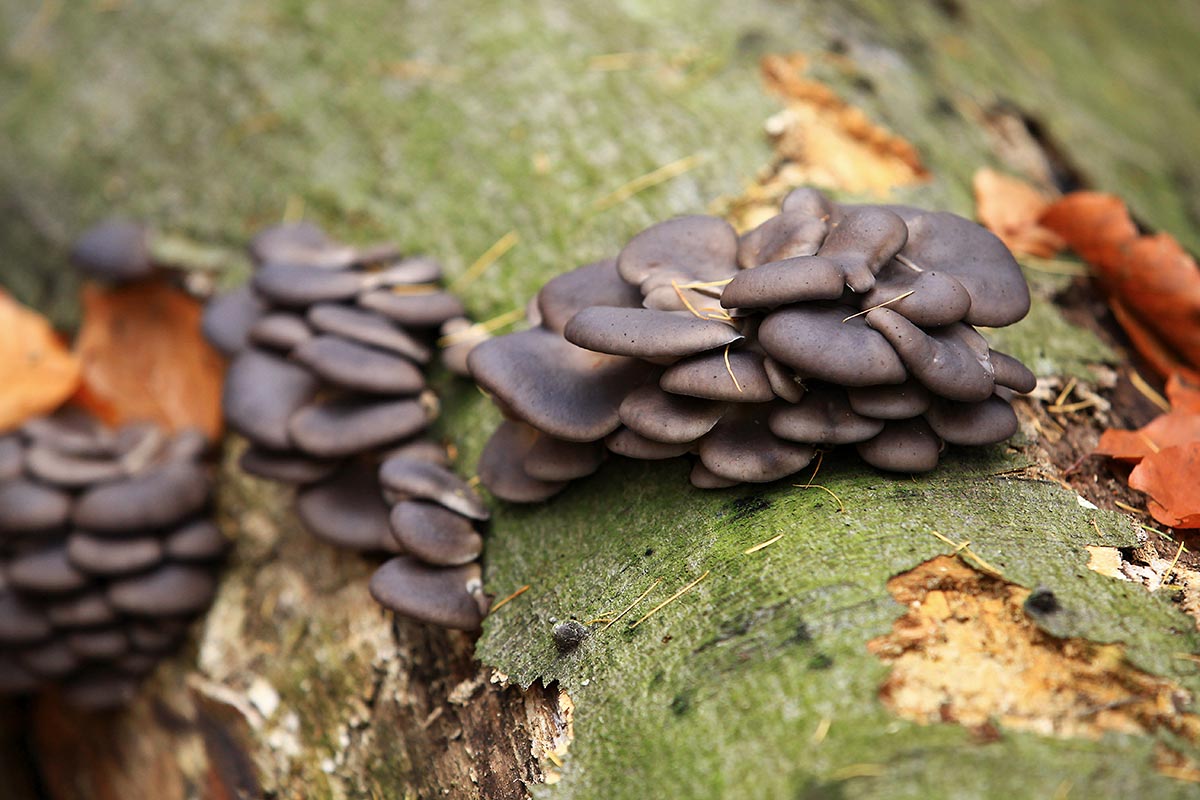 Walking through the Vienna woods will give you heaps of amazing photo opportunities.