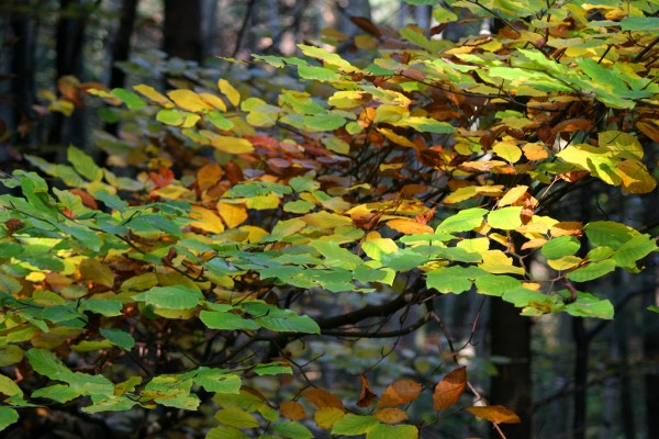 autumn-viennese-forest-austria-1 Autumn is one of my favorite seasons...