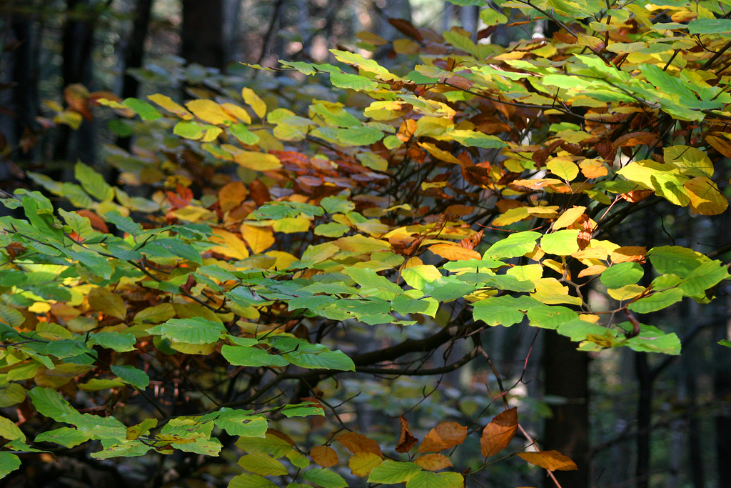 As summer ends and autumn comes, the days get shorter and shorter. This is how the trees "know" to begin getting ready for winter. They begin to shut down their food-making factories. The green chlorophyll disappears from the leaves. And this is why leaves change their colour.