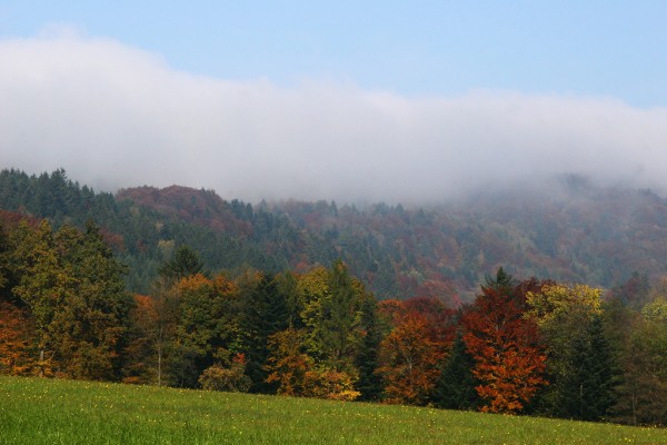autumn-viennese-forest-austria-2 The beautiful Viennese forest just around the corner of our house.