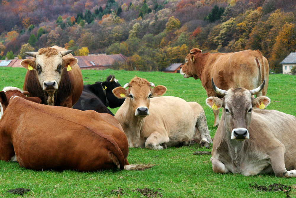 ...while the cows enjoy the last sun-rays.