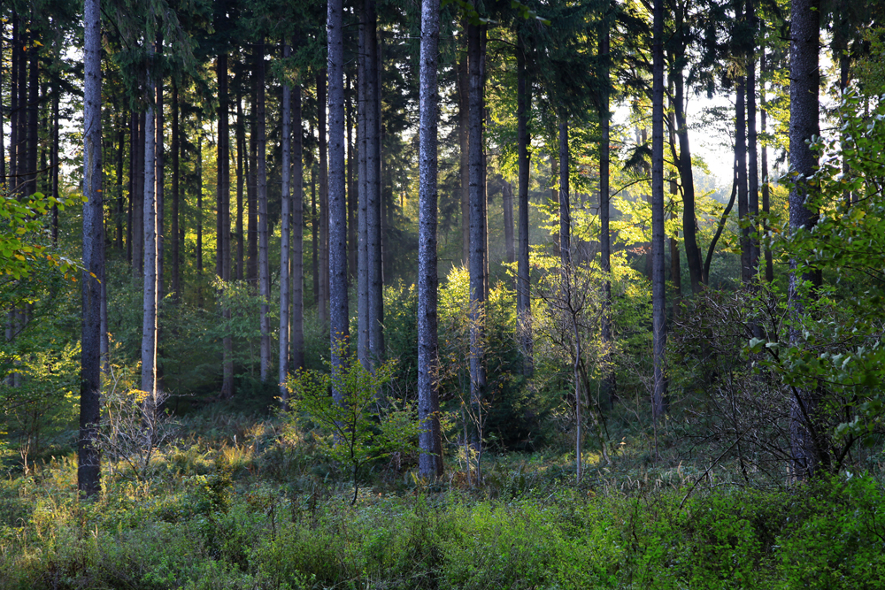 Walking through the Viennese woods is really relaxing.