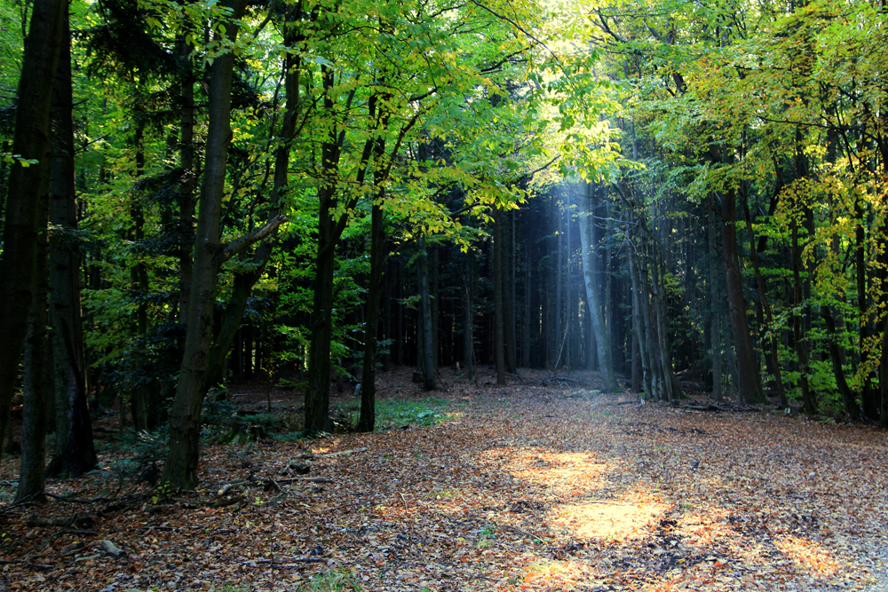 To get to the hut you have to walk through the forest.