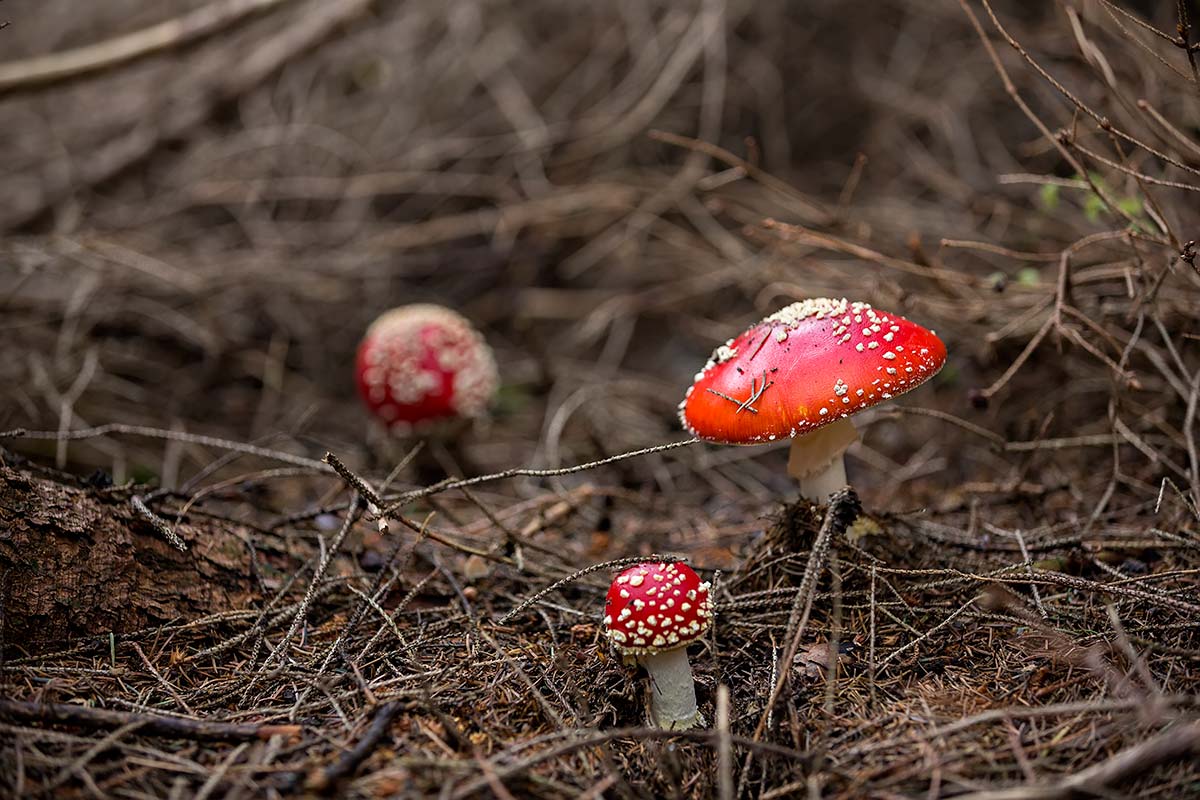 Amanita muscaria, commonly known as the fly agaric is a highly poisonous mushroom found all over the Vienna woods.