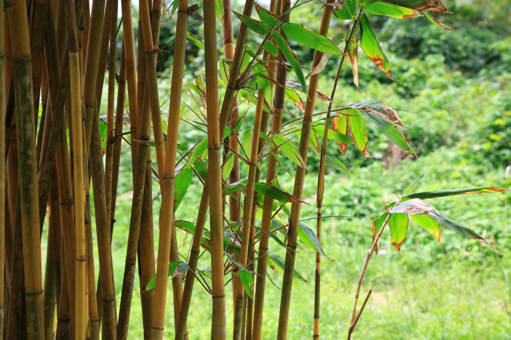 A bamboo tree on Koh Kood island.