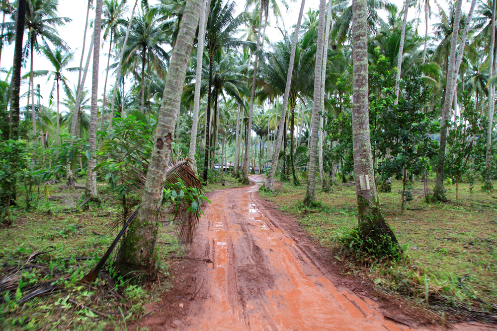 Walking through the palm tree plantation on Koh Kood island.