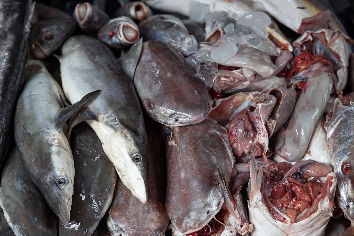 Fresh fish can be found all over Mahachai market, this unfortunately also includes sharks & shark fins. Fresh fish can be found all over Mahachai market, this unfortunately also includes sharks & shark fins.