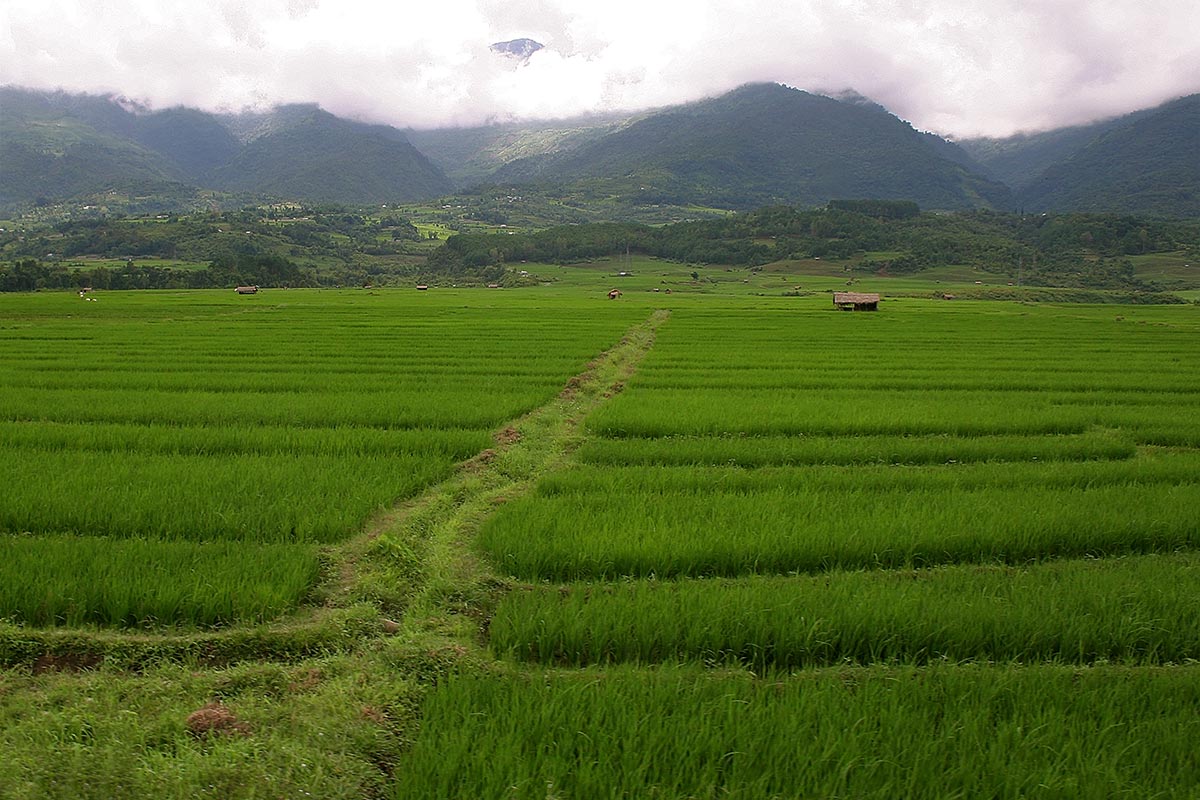 nagaland-rice-fields-india