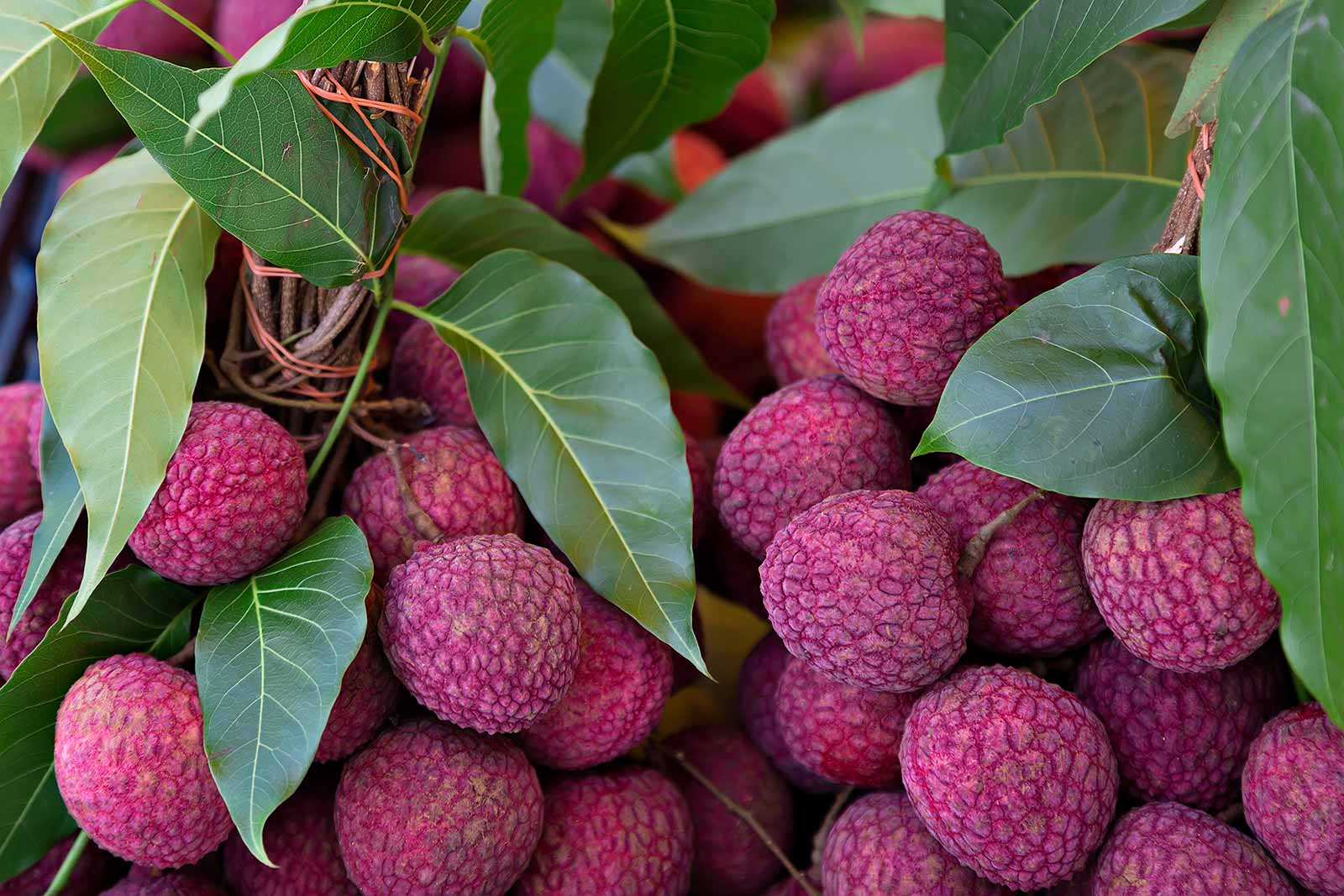 Whether you're looking for fresh watermelons, or pretty much any other fruit, Saphan Khao is the right place.