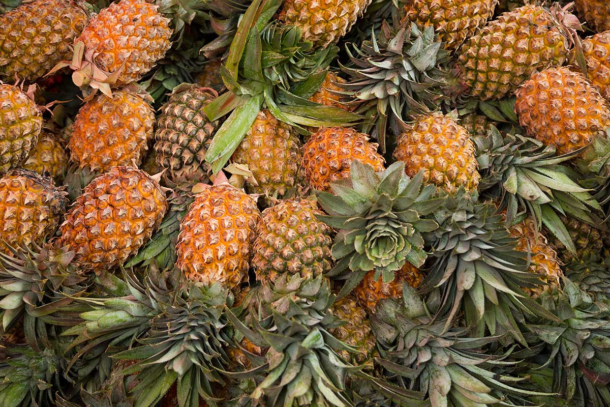 You can buy as many truck-loads of pineapples as you want at Saphan Khao fruit market.