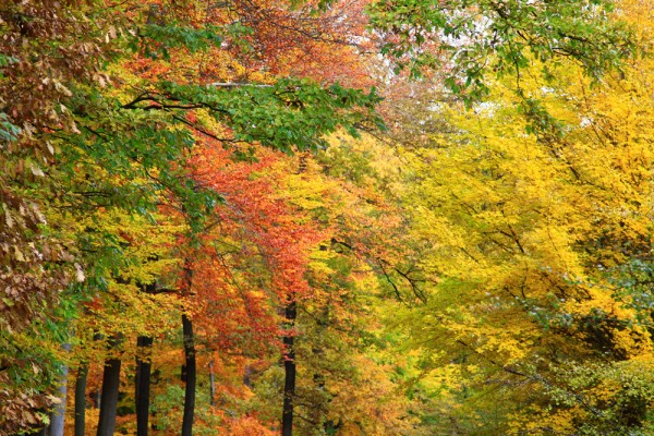viennese-woods-lainzer-tiergarten-fall-1 Color show of the trees.