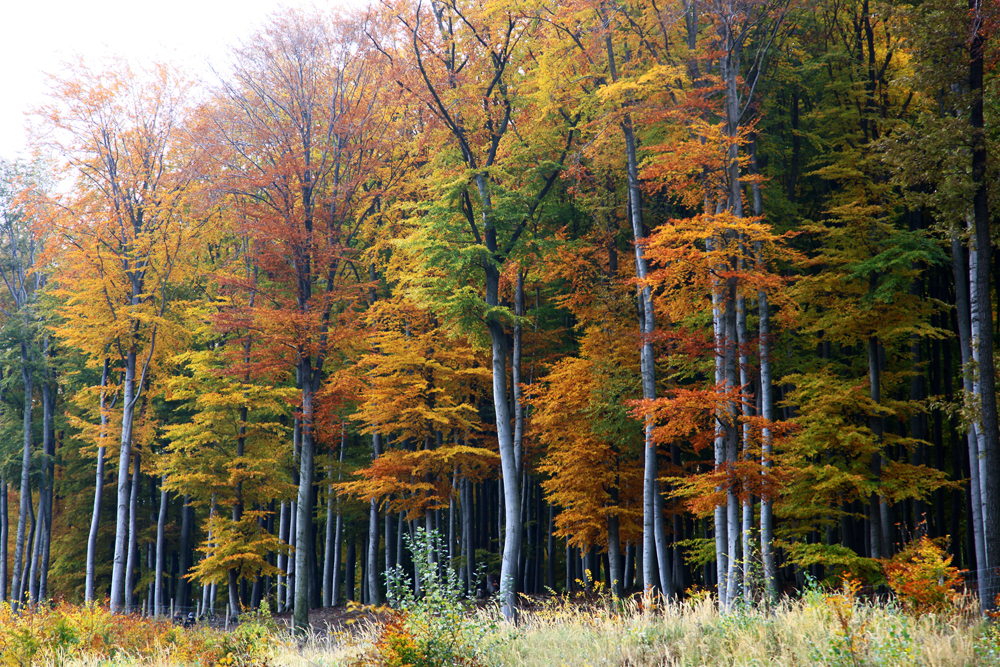 In 1781, the wooden fence was replaced by a stone wall. After the fall of the Austro-Hungarian Empire, the hunting grounds became a public nature preserve, and have remained so ever since, with the exception of the time period of 1940 to 1955, when the entire grounds were closed.