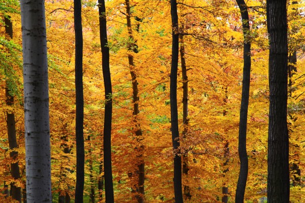 viennese-woods-lainzer-tiergarten-fall-4 ...and contrasts...