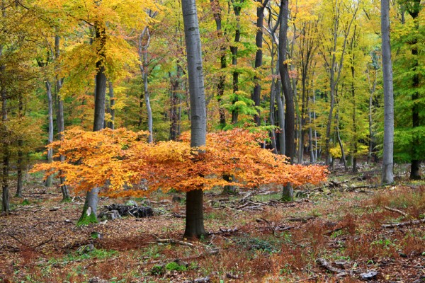 viennese-woods-lainzer-tiergarten-fall You'll see all sorts of shapes...