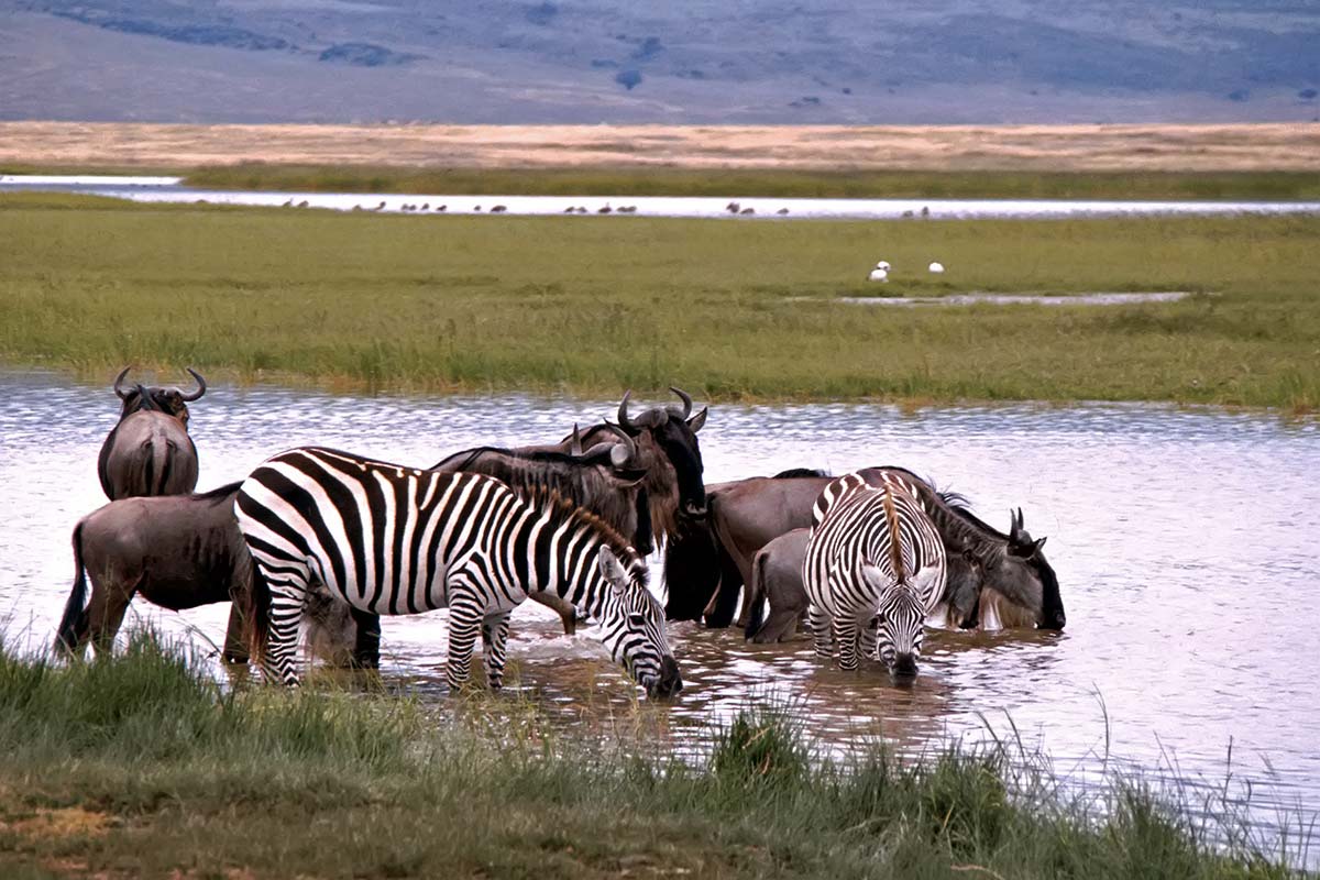 Wild animals in Kenya, Africa.