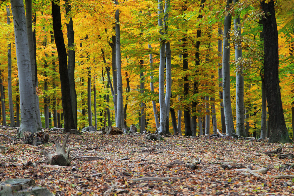 When walking trough the Lainzer Tiergarten, you won't believe you're still in Vienna.