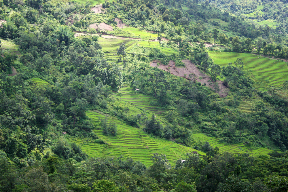 Rice paddies fill the landscape of Manipur in India.