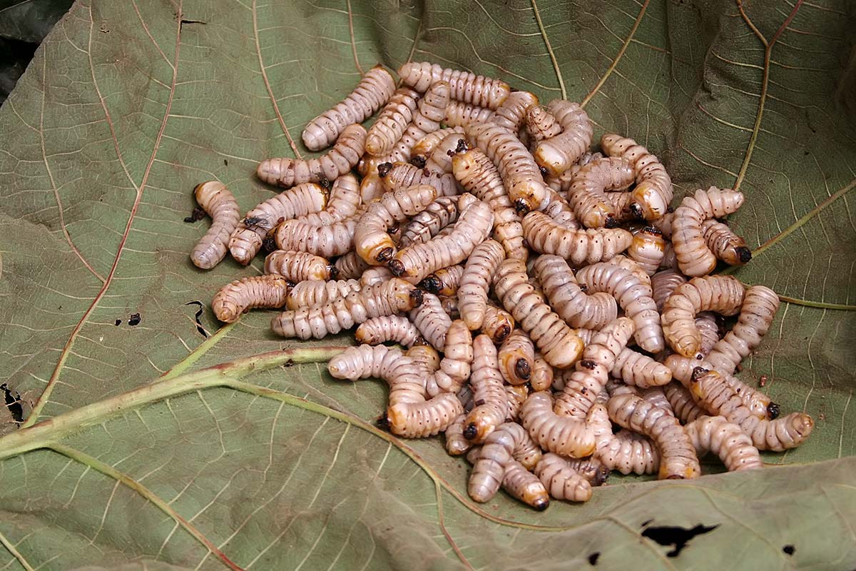 maggots-market-imphal-manipur-india