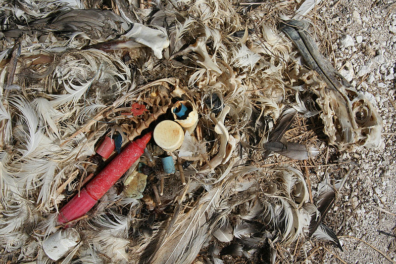 Marine debris can be very harmful to marine life in the gyre. For instance, loggerhead sea turtles often mistake plastic bags for jellies, their favorite food. Albatrosses mistake plastic resin pellets for fish eggs and feed them to chicks, which die of starvation or ruptured organs. Photo Credit: Wikimedia Commons.