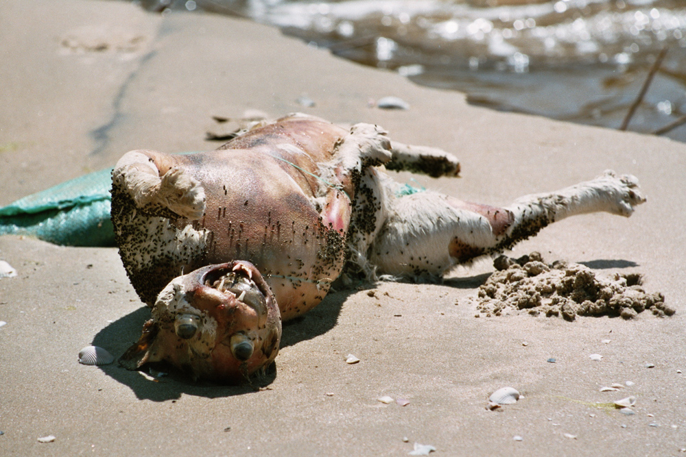 Not at a market but it fits here: Dead cat at a beach in Vietnam.