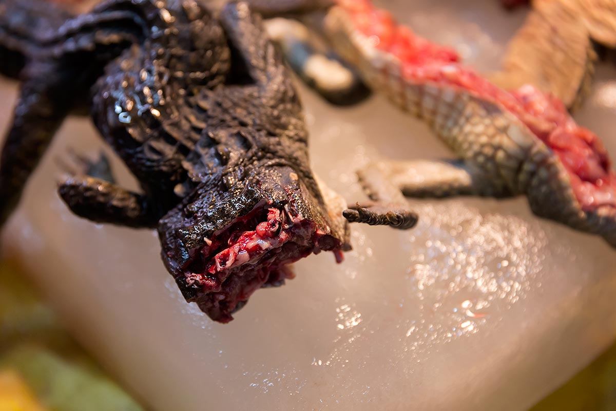 The crocodile's head is usually cut off at wet markets in Guangzhou.